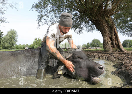 Son En Breugel, Niederlande. 12. August 2015. Buffalo-Bauer, Arjan Swinkels von Son En Breugel in den Niederlanden vollständig kriecht, gekleidet in der Naturteich mit seinen Wasserbüffel. Auf diese Weise ist der Besitzer des De Stoerderij versucht, mit seinen 35 Wasser Kühe ein Vertrauensverhältnis aufzubauen. Obwohl Wasserbüffel sich sehr sozial und freundlich sind, Verhalten sich oft ein bisschen unruhig während des Melkens. Wenn es schönes Wetter Swinkels deshalb schleicht sich regelmäßig mit den Tieren in den See für eine Kuschel-Session zur Geselligkeit der Büffel. Bildnachweis: Dpa picture Alliance/Alamy Live News Stockfoto