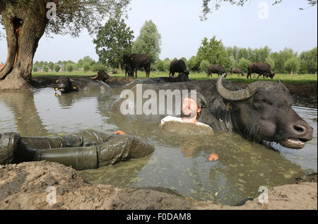 Son En Breugel, Niederlande. 12. August 2015. Buffalo-Bauer, Arjan Swinkels von Son En Breugel in den Niederlanden vollständig kriecht, gekleidet in der Naturteich mit seinen Wasserbüffel. Auf diese Weise ist der Besitzer des De Stoerderij versucht, mit seinen 35 Wasser Kühe ein Vertrauensverhältnis aufzubauen. Obwohl Wasserbüffel sich sehr sozial und freundlich sind, Verhalten sich oft ein bisschen unruhig während des Melkens. Wenn es schönes Wetter Swinkels deshalb schleicht sich regelmäßig mit den Tieren in den See für eine Kuschel-Session zur Geselligkeit der Büffel. Bildnachweis: Dpa picture Alliance/Alamy Live News Stockfoto