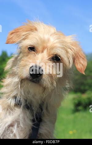 Terrier Dackel kreuzen, Rüde, 1 Jahr alt, North Rhine-Westphalia, Germany Stockfoto