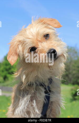 Terrier Dackel kreuzen, Rüde, 1 Jahr alt, North Rhine-Westphalia, Germany Stockfoto