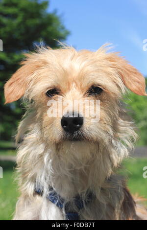 Terrier Dackel kreuzen, Rüde, 1 Jahr alt, North Rhine-Westphalia, Germany Stockfoto