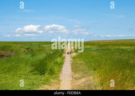 Historische Route Stockenstieg oder Stockensteig, vom Leuchtturm Westerhever zum Deich durch die Salzwiesen, Stockfoto