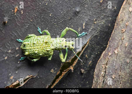 Rüsselkäfer (Curculionidae) auf die glatte Rinde eines Baumes Gespraech (Calycophyllum Spruceanum), Amazonas-Regenwald, Yasuni-Nationalpark Stockfoto