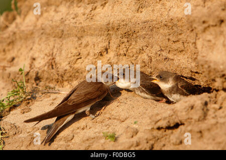 Uferschwalbe (Riparia Riparia), Erwachsene, Fütterung der Jungtiere im Nest, mittlere Elbe-Biosphärenreservat, Dessau, Sachsen-Anhalt Stockfoto