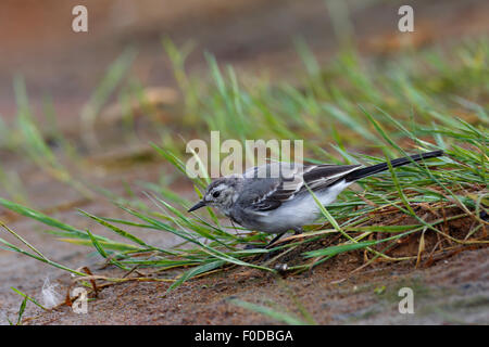 Juvenile Bachstelze (Motacilla Alba), Naturschutzgebiet Holnis, Schleswig-Holstein, Deutschland Stockfoto