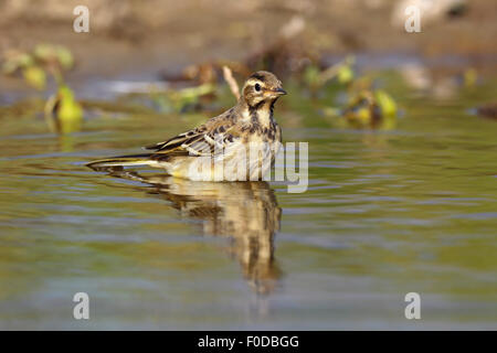 Juvenile westlichen Schafstelze (Motacilla Flava), putzen, Naturschutzgebiet Holnis, Schleswig-Holstein, Deutschland Stockfoto