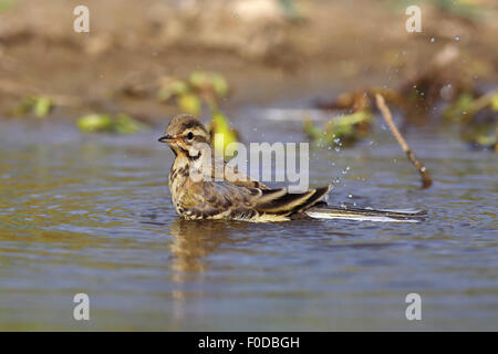 Juvenile westlichen Schafstelze (Motacilla Flava), putzen, Naturschutzgebiet Holnis, Schleswig-Holstein, Deutschland Stockfoto