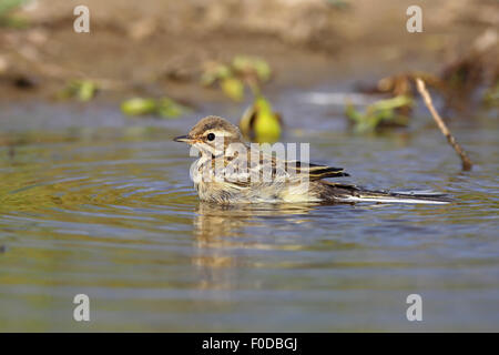 Juvenile Wiesenschafstelze (Motacilla Flava) in der putzen, Naturschutzgebiet Holnis, Schleswig-Holstein, Deutschland Stockfoto