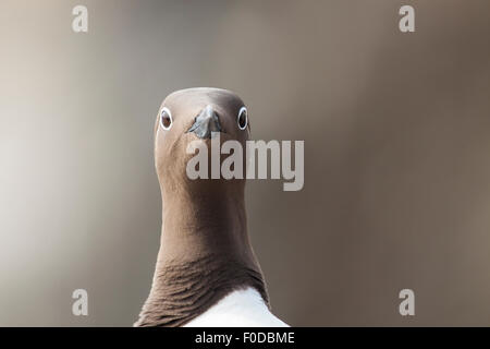 Gemeinsamen Guillemot (Uria Aalge), gezügelt Morph, Grundnahrungsmittel Insel, Farne Islands, Northumberland, England, Vereinigtes Königreich Stockfoto