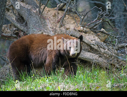 Amerikanische Schwarzbären (Ursus Americanus), Provinz Waterton Lakes National Park, Alberta, Kanada Stockfoto