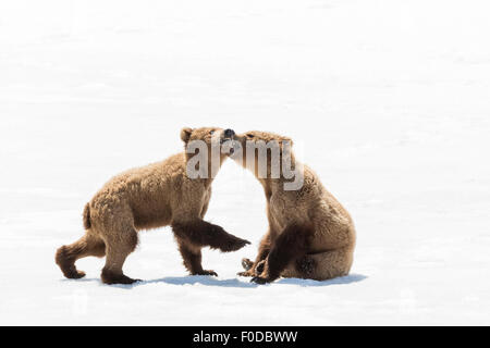 Braunbär (Ursus Arctos), junge Bären spielen, Kamtschatka, Russland Stockfoto