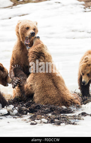 Braunbär (Ursus Arctos), zwei weiblichen Bären kämpfen, Kamtschatka, Russland Stockfoto