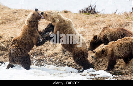 Braunbär (Ursus Arctos), zwei weiblichen Bären kämpfen, mit jungen, Kamtschatka, Russland Stockfoto