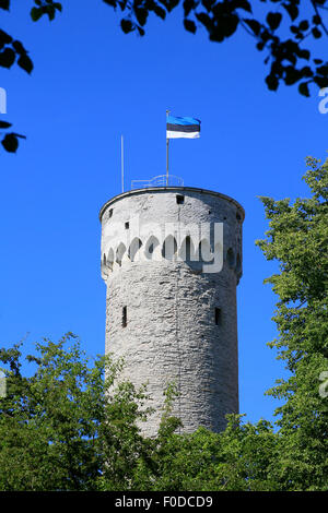 Turm Pikk Hermann Pikk Hermann auf dem Domberg, Tallinn, Estland-Burg Stockfoto