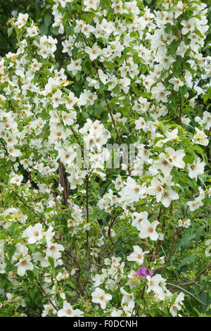 Philadelphus 'Virginal' - Mock Orange Stockfoto