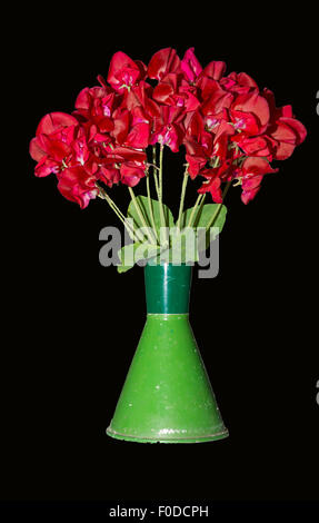 Sweet Pea Blumenvase auf schwarzem Hintergrund Stockfoto