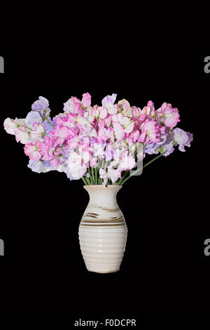 Sweet Pea Blumenvase auf schwarzem Hintergrund Stockfoto