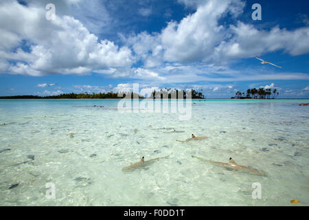 BLICK AUF SCHWARZSPITZEN RIFF HAI SCHWIMMEN AM STRAND Stockfoto