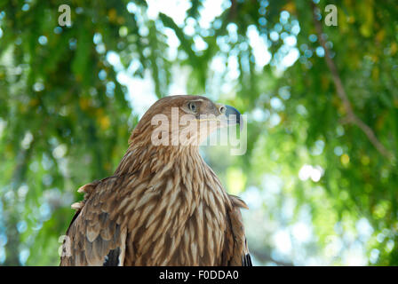 Ein Falke-Adler sitzt auf dem Baum. Stockfoto