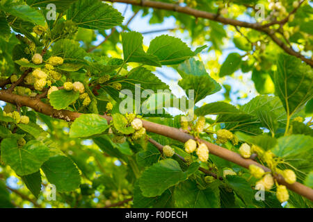 Londoner Southbank Greenwich University Maulbeerbaum Morus Alba gespendet Worshipful Company Obstbäume 2000 Früchte Maulbeeren Stockfoto