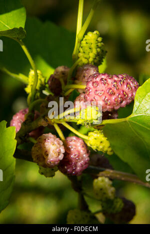 Londoner Southbank Greenwich Maulbeerbaum Obst Maulbeeren Stockfoto