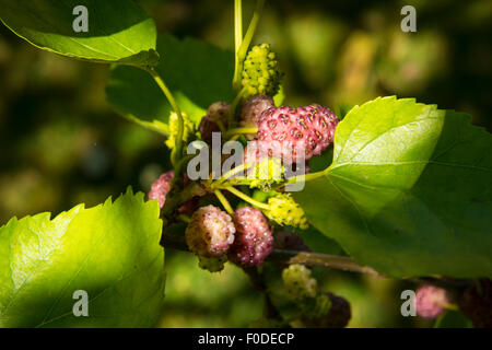 Londoner Southbank Greenwich University Maulbeerbaum in Früchte Maulbeeren Stockfoto