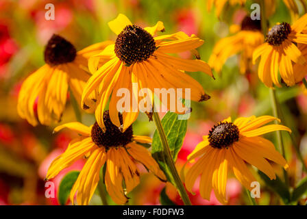 Gelben Rudbeckia Blumen. Stockfoto
