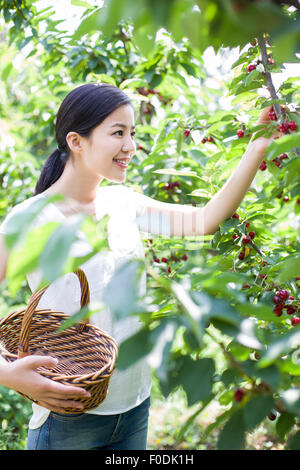 Junge Frau pflücken Kirschen im Obstgarten Stockfoto