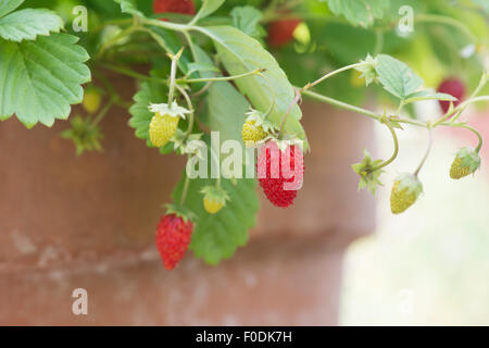 Fragaria Vesca. Alpine Strawberry "Regina" Obst Stockfoto