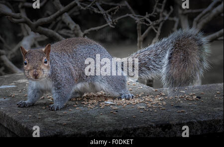 Das östliche graue Eichhörnchen oder Grauhörnchen, je nach Region, ist ein Baum-Eichhörnchen in der Gattung Sciurus Stockfoto