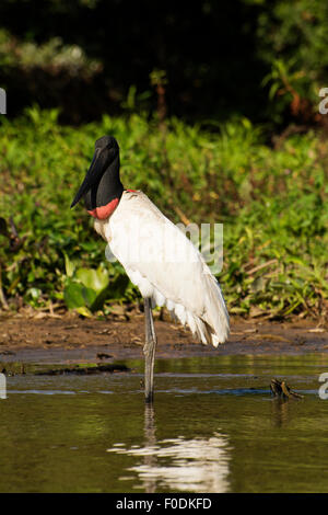 Tuiuiu ist ein Vogel, der das Symbol für das Pantanal von Mato Grosso Stockfoto