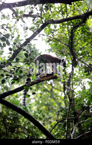 Katta (Lemur Catta) im Baum Stockfoto