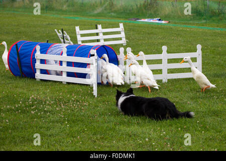 Rockingham Castle, Northamptonshire, UK. 13. August 2015. Ein Collie-Schäferhund Herden eine Herde von Indian Runner Enten um einen Kurs und über verschiedene Hindernisse am 11. Kennel Club International 4 Tage Agility Hundefest. Bildnachweis: Keith J Smith. / Alamy Live News Stockfoto