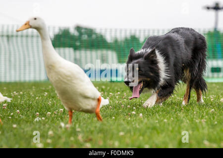 Rockingham Castle, Northamptonshire, UK. 13. August 2015. Ein Collie-Schäferhund Herden eine Herde von Indian Runner Enten um einen Kurs und über verschiedene Hindernisse am 11. Kennel Club International 4 Tage Agility Hundefest. Bildnachweis: Keith J Smith. / Alamy Live News Stockfoto