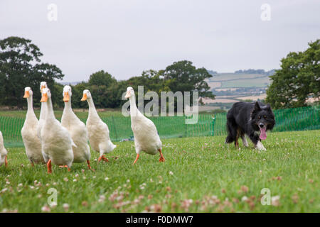 Rockingham Castle, Northamptonshire, UK. 13. August 2015. Ein Collie-Schäferhund Herden eine Herde von Indian Runner Enten um einen Kurs und über verschiedene Hindernisse am 11. Kennel Club International 4 Tage Agility Hundefest. Bildnachweis: Keith J Smith. / Alamy Live News Stockfoto