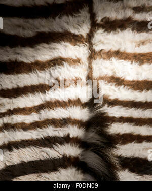 Detail der Zebra Haut Stockfoto