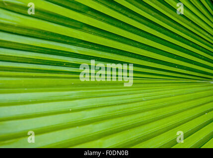 Linien und Strukturen des grünen Palmblätter Stockfoto