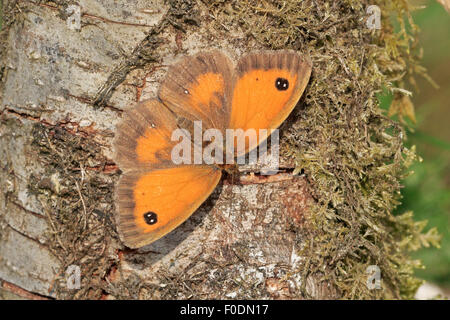 Weibliche Hecke braun oder Gatekeeper Schmetterling auf einem Baumstumpf Aalen Stockfoto