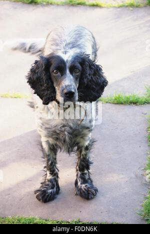 Spaniel schauen in die Kamera über betonierten Weg Stockfoto