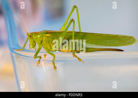 Einer weiblichen großen grünen Busch Grille (Tettigonia Viridissima) fand in einer Küche in Mittelberg, Niederösterreich Stockfoto