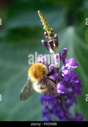 Carder Biene (Bombus pascuorum) Hummel sammelt Pollen und Nektar aus einer großen, lila fließenden Gartenwildblume. Stockfoto