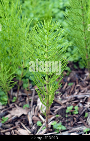 Ackerschachtelhalm; Equisetum; Arvense; Stockfoto