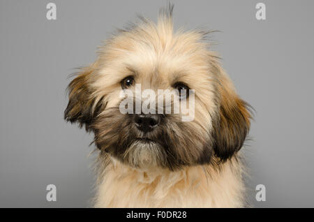 Super süß und flauschig Bazil. Stockfoto