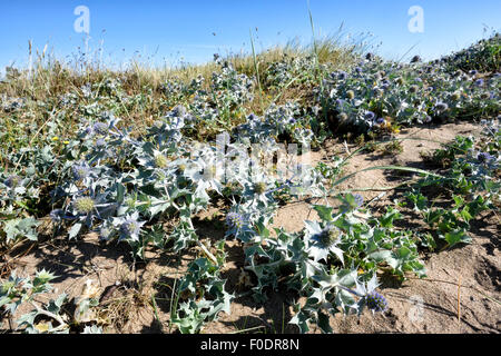 Klumpen von Meer Holly (Eryngium Maritimum) auf den Sand Dünen und Strand in Fleetwood, Lancashire, UK Stockfoto