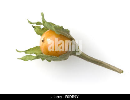 Alraune; Mandragora officinarum Stockfoto