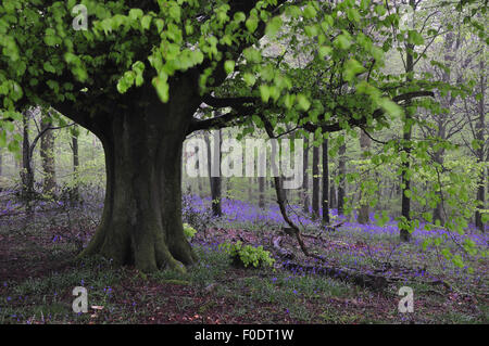 Glockenblumen in Delcombe Holz, Dorset UK Stockfoto