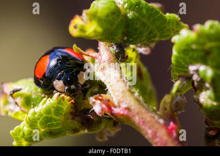 Eine schwarze und rote Harlekin Marienkäfer in auf einem Pflanzenstängel in der Sonne. Stockfoto