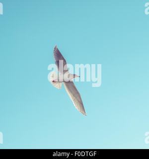 Eine westliche Gull, (Larus occidentalis) im Flug. Stockfoto