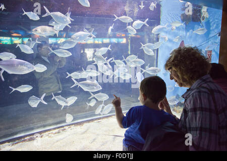 Aquarium von Barcelona Aquarium in Barcelona, Katalonien, Spanien Stockfoto