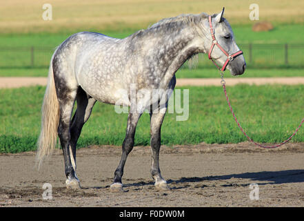 Meren grauen Anzug prachtvoller Orlov Trotter. Stockfoto